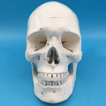 Анатомическая модел на черепа, 3 част, номерирани /не са номерирани, в реален размер, свалящ се анатомическая модел на черепа на един възрастен човек