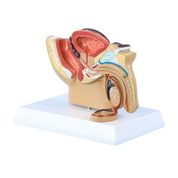 Модел репродуктивна анатомия мъжки таз, модел таза в пълен размер със стойка, модел на органите в малкия таз Половата система