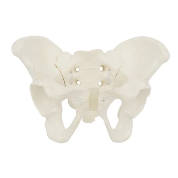 Гъвкав модел на женски таз на еластична анатомични модели на костите на таза в реален размер